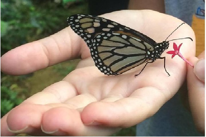 Our butterflies are friendly- don't be surprised if they land on you!